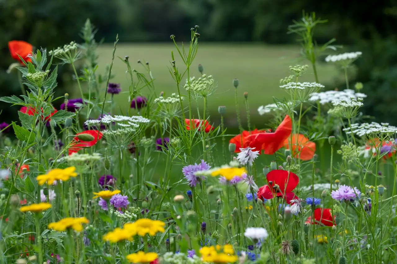 Attracting Small Birds: The Best Wildflowers for Your Garden